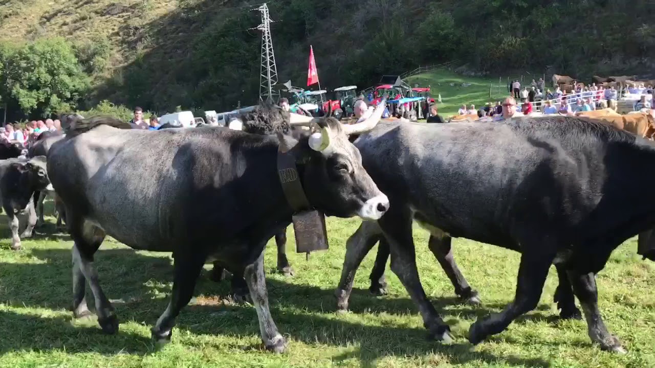 48 Feria de ganado de San Miguel. Rionansa. Nansa Natural
