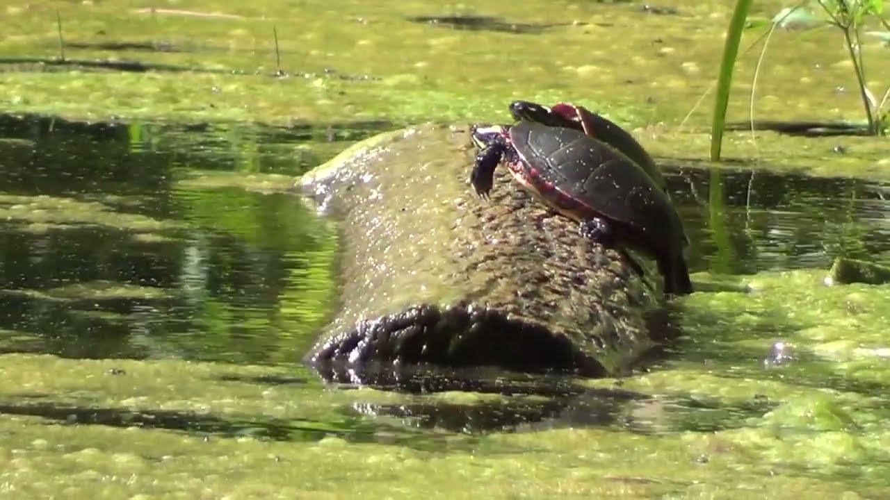 Painted Turtles Log Rolling HQ HD