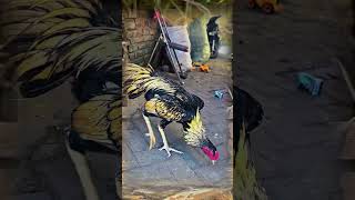 Warna Bulu Jalak Cempaka #hobiayam #ayamberkualitas #ayambangkok #aseelmurga #roosterfarm