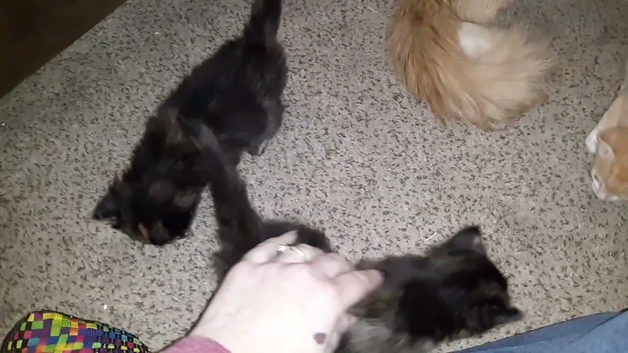 Kittens meet Dad for first time.