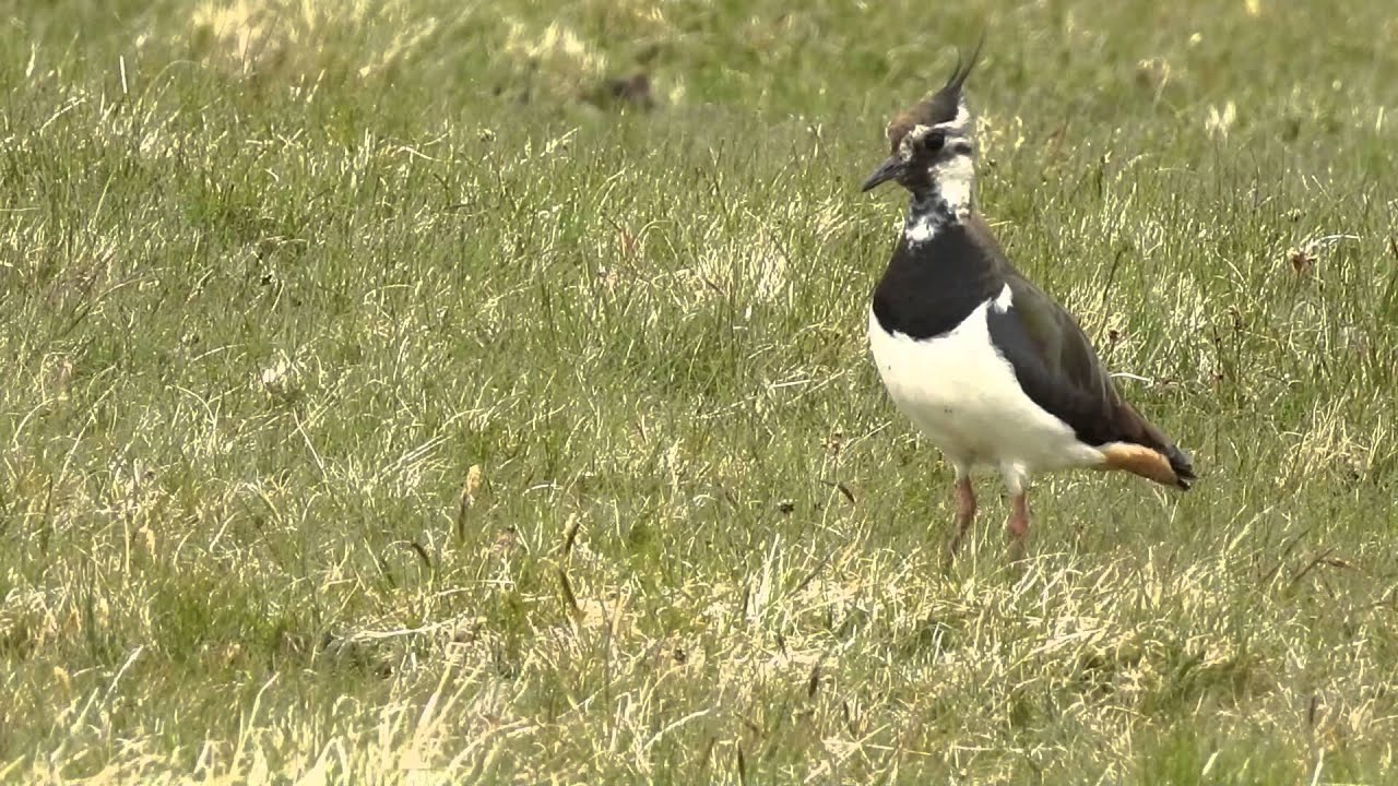 camera iphone 8 plus apk Lapwing