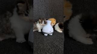 Robot mainan buat anak kucing meong meong 😍 #kitten #kucing #kucinglucu #cat