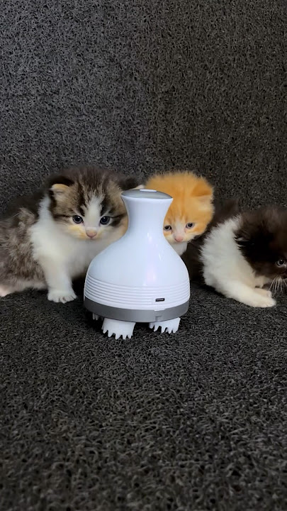 Robot mainan buat anak kucing meong meong 😍 #kitten #kucing #kucinglucu #cat
