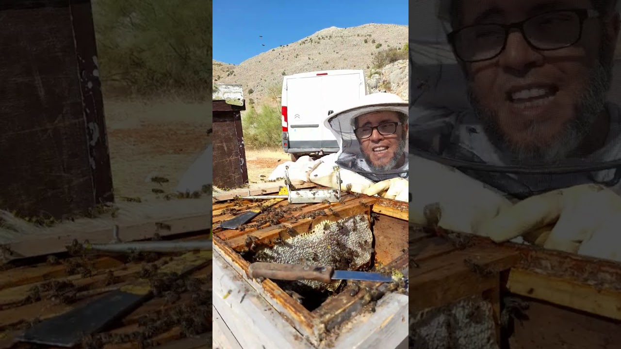 ادا أردت تعلم انتاج العسل بالخليه البيضاويه  تابع هدا الفيديو قد تستغني عن خلايا لانسترونج و دادانت