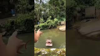This Hippo Cannot Catch A Break Hippo