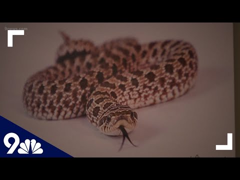 Veterinarian warns of a deadly, viral outbreak affecting ball pythons