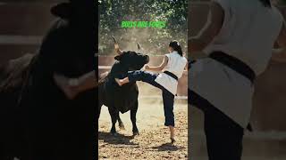 Bulls are fools #bull #fool #kick #retreat #defence #music #video #victory