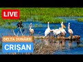 🔴 LIVE din CRIȘAN - DELTA DUNĂRII | Complex Lebăda