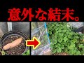 1本のさつまいもを放置しないで下さい。とんでもないことが起こります…