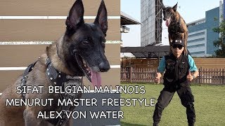 SIFAT ANJING BELGIAN MALINOIS MENURUT MASTER FREE STYLE INDONESIA