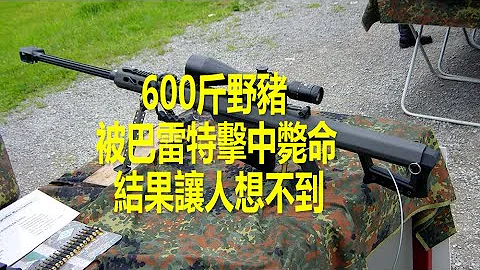 600斤野豬被巴雷特擊中會當成斃命嗎？實驗結果讓人想不到 - 天天要聞