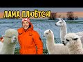 Лама плюнула)Поездка в Этно Парк кочевник!Прогулки по Подмосковью.