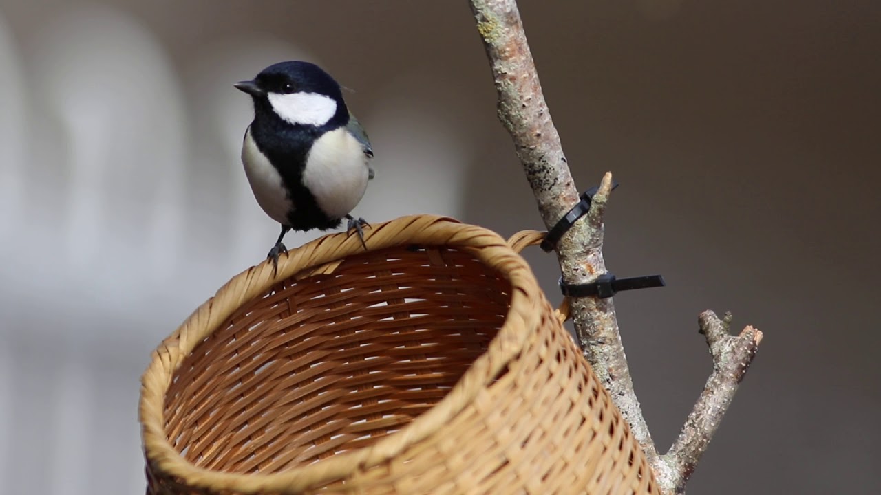 シジュウカラ Youtube