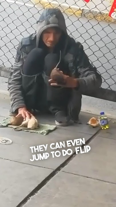 [問卦] 為什麼老鼠噁爛，松鼠卻可愛？