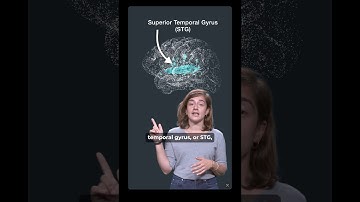 How does your brain recognize native vs foreign speech?