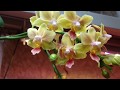 Цветение орхидей! Образ апрель 2018!!!