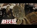 《科技苑》青蟹“别墅”养 海鱼轮当家 20181203 | CCTV农业
