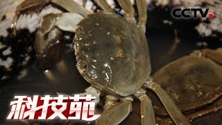 《科技苑》青蟹“别墅”养 海鱼轮当家 20181203 | CCTV农业