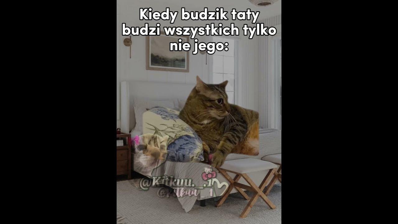 Budzik Taty 😂 #cats #śmieszne#greenscreen #cat #trend#memes#funny#memy #catmeme Budzik Taty 😂 #cats #śmieszne#greenscreen #cat #trend#memes#funny#memy #catmeme