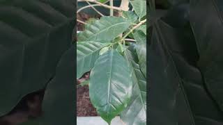 Coffee Tree In Botanical Greenhouse Leiden