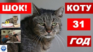 ШОК | КОТУ 31 ГОД | САМЫЙ СТАРЫЙ КОТ В МИРЕ ШОК | КОТУ 31 ГОД | САМЫЙ СТАРЫЙ КОТ В МИРЕ