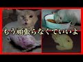 捨てられて虐待され続けた猫【前編】【野良猫保護】