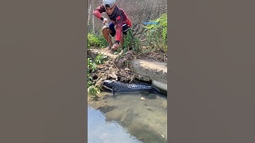 Cá Lớn - bắt Cá Lóc Bông Khủng đúng cách 🤩 #khacthuyvlogg