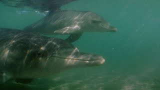 Hours-Old Baby Dolphin Learns to Swim | Puck's Story Part 3 | Dolphins of Shark Bay