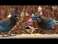 CAT TV: Christmas Party with Beautiful Birds and Squirrels.