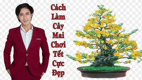 Cách gắn hoa mai giả lên cây thật