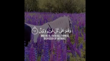 الله خالق كل شيء وهو على كل شيء وكيل|حالات واتس اب قرآن|حالات واتس اب خيول| سورة الزمر|Quran status