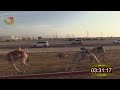 سباق اللقايا الطي 11 12 2025 ش8 عالي لـ علي عبدالله سعيد عبدالله المسافري 6 08
