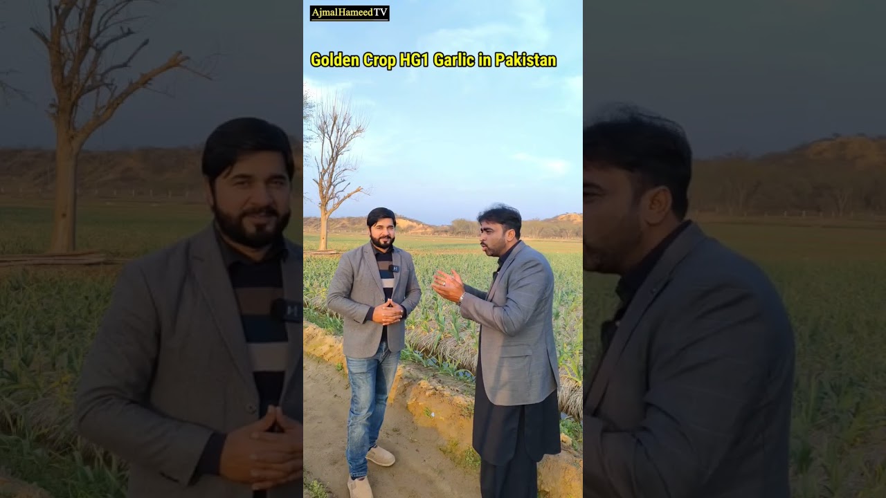 Real G1 Garlic Farming Hero in Pakistan