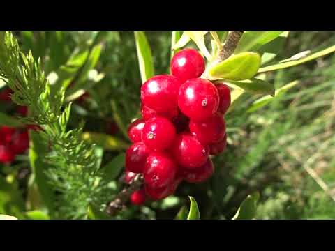 Matacabras: Daphne mezereum (www.riomoros.com)