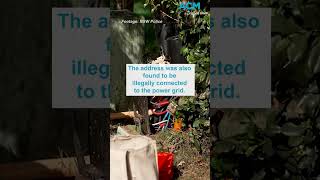 650,000 Worth Of Cannabis Plants Discovered