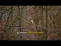 Blue Jay Lifespan and Migration Explained: A Complete Guide
