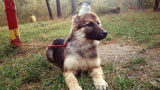 Тренировка выдержки и терпения щенка, команда "ЖДАТЬ" Тренировка выдержки и терпения щенка, команда "ЖДАТЬ"