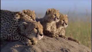 Vega4 - Life Is Beautiful (African Cats Music)