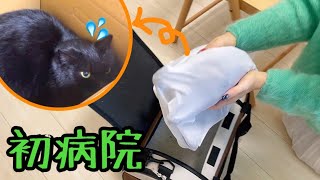 【性別判明】保護した野良猫を手術前健康チェックへ連れて行きます