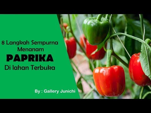 Video: Paprika Di Lapangan Terbuka