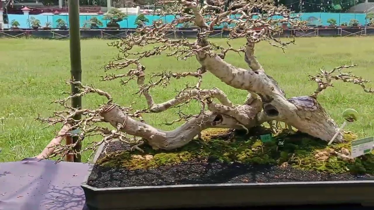 Pameran dan Kontes Bonsai Nasioanal di Bangkalan.