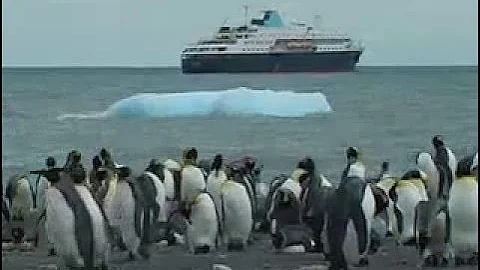 SASCHA SEITZ - EXPEDITION - Title : KING PENGUINS - St. Andrews Bay - South Georgia