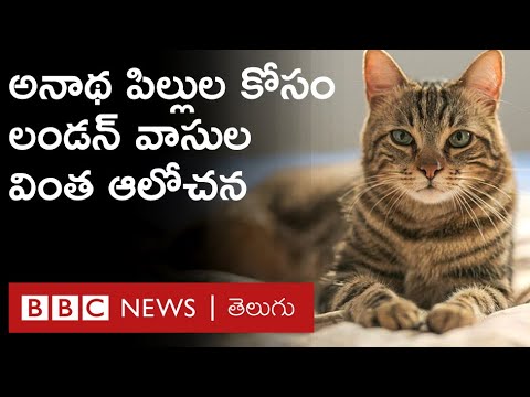 CAT CAFE : కరోనా టైంలో అనాథలైన పిల్లుల కోసం చేసిన ఈ వింత ప్రయత్నానికి మంచి స్పందన వస్తోంది | BBC