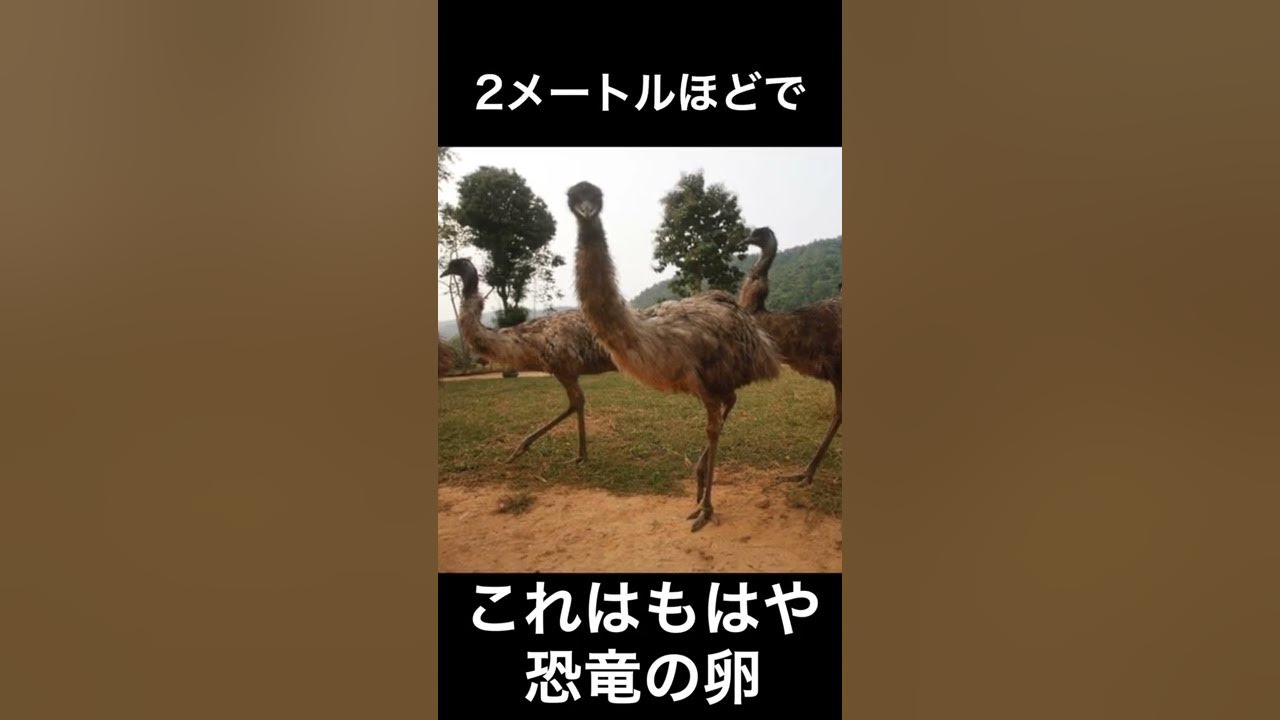 エミューの卵食べてみた Shorts Youtube