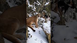 stand off with a mountain lion on the top of a mountain! #hunting #lions #hunter #dogs #outdoors