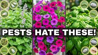 7 Plants That Kill Aphids, Mealybugs, Ants, Whiteflies & More (Naturally)