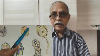 Parasitology: Fasciolosis (Fasciola hepatica infection)
