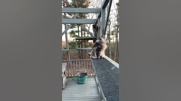 Video 2168801: big fluffy mainecoon kitty, male mainecoon, cats funny pets animals