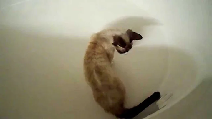 Video 1182791: siamese munchkin, munchkin kitten