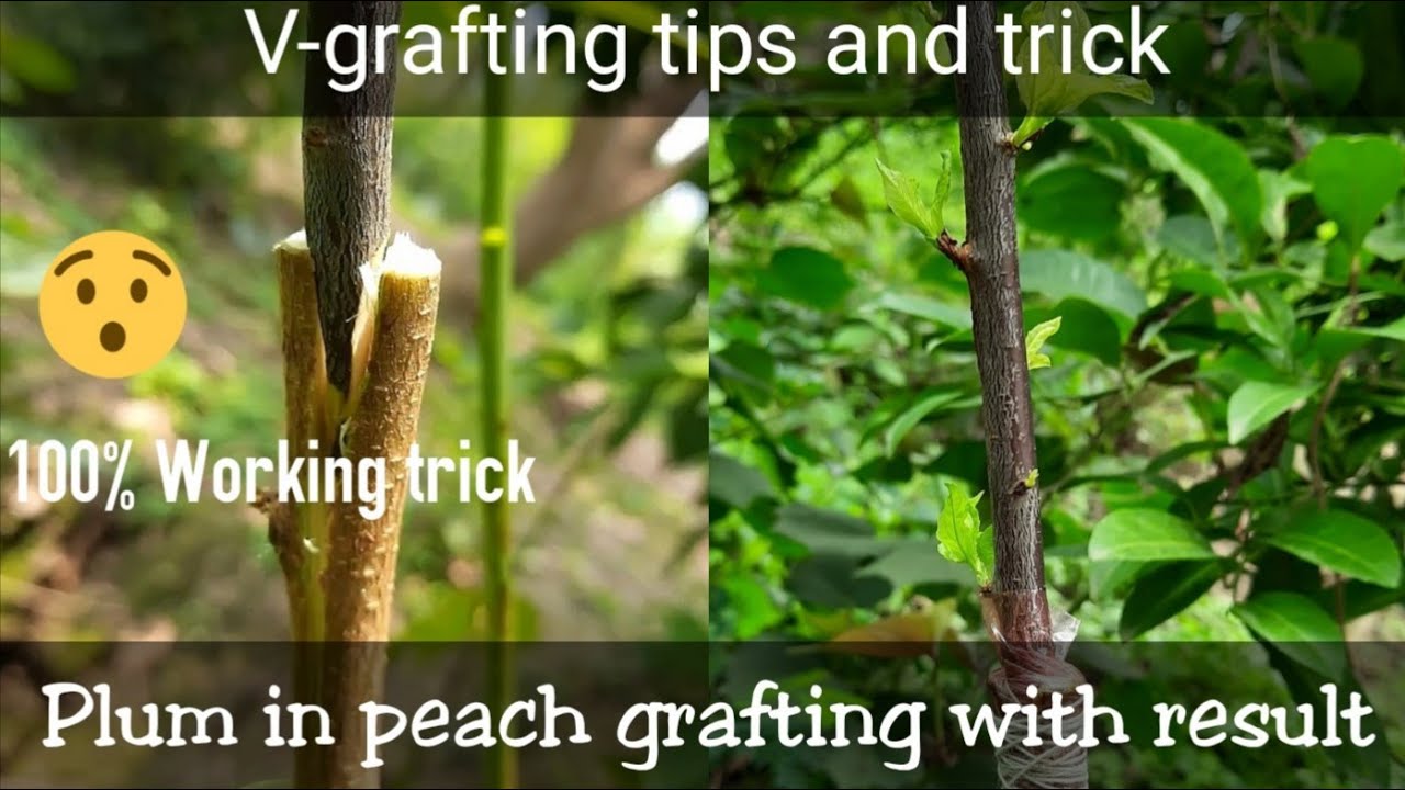 Best way to graft plum in peach plant 100 result With Final